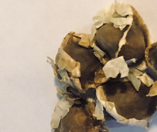 1 lb Moringa Oleifera Seeds Whole Organic seeds