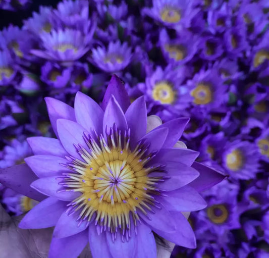 Blue Lotus flower whole- (remove stagnant energy, renewal, intuition, happiness, lucid dreams & all natural