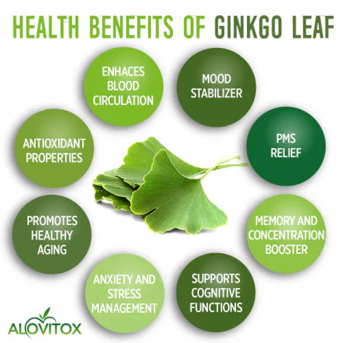 Organic Ginkgo Powder