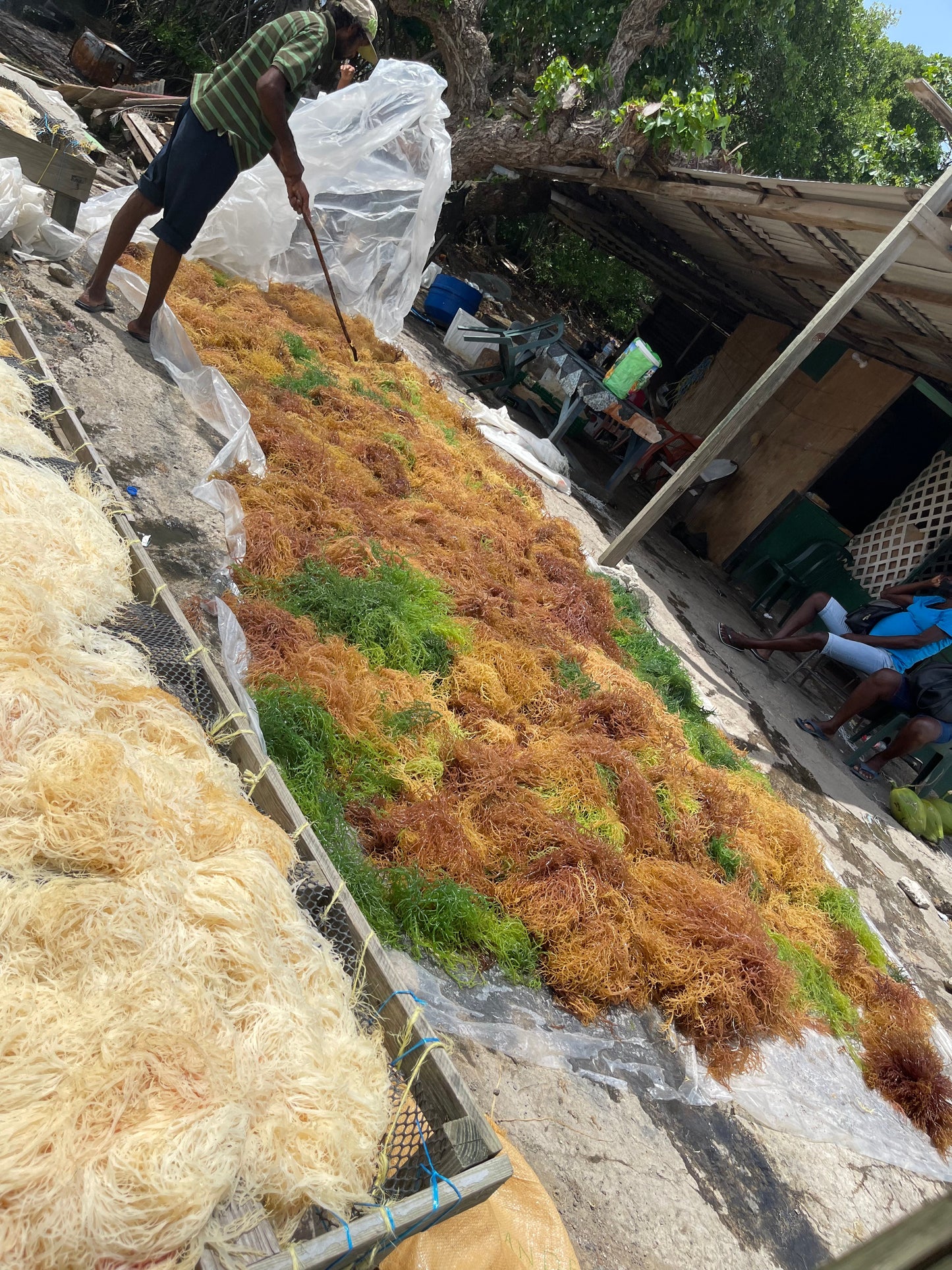 Wildcrafted St Lucian Sea Moss from the pristine waters of St. Lucia