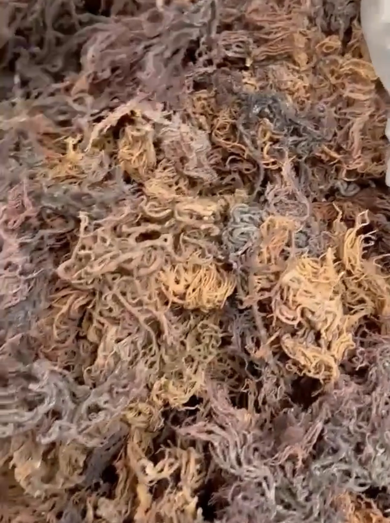 Multi- purple Color Wildcrafted Sea Moss- Limited!!!