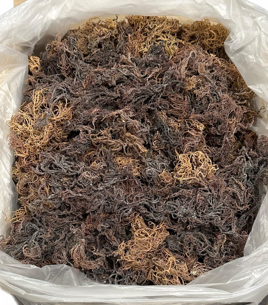 Multi- purple Color Wildcrafted Sea Moss- Limited!!!